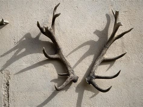 Premium Photo Deer Antlers On Building Wall