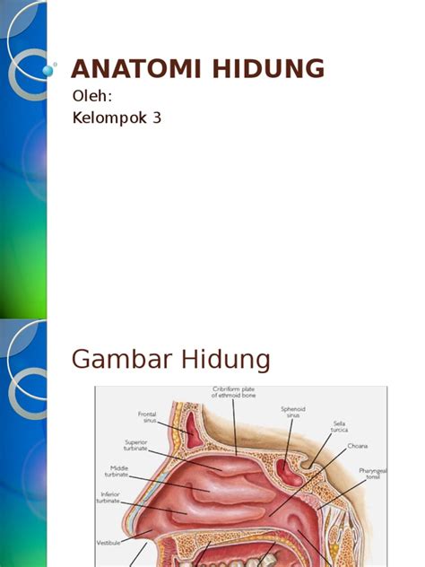 Detail Gambar Anatomi Hidung Koleksi Nomer 16