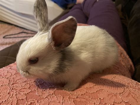 New Zealand Rabbit Pure New Zealand White Rabbits Clevedon