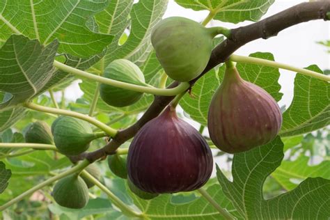 M Tech Gardens Rare Ficus Carica Fig Fruit Live Plant Amazon In