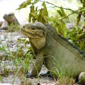 Rhinoceros Iguana - Facts, Diet, Habitat & Pictures on Animalia.bio