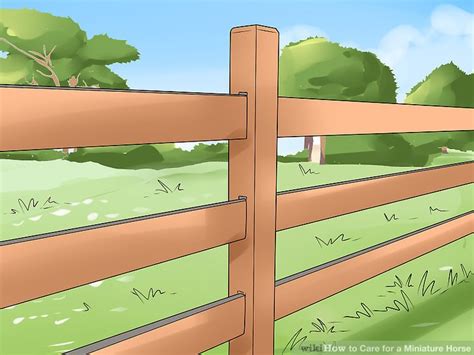 How to Care for a Miniature Horse (with Pictures) - wikiHow