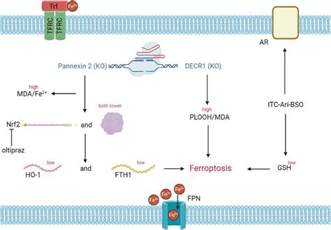 Oncologie Free Full Text Ferroptosiss Role In Genitourinary System