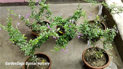 Blue Braya Desmodium Healthy And Bushy Plant With Flower Available