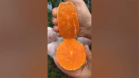 Ultimate Orange Fruit Cutting A Juicy And Refreshing Experience Youtube