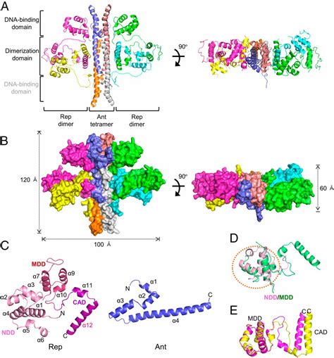 Noncanonical Dna Binding Mode Of Repressor And Its Disassembly By