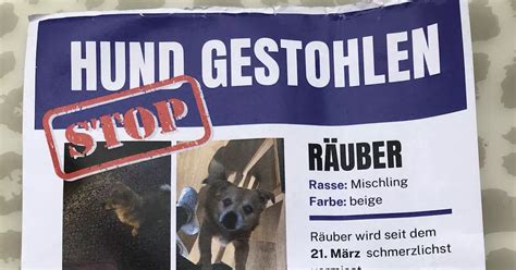 D Sseldorf Hund Von Rentner Vor Edeka Entf Hrt Deutschland Head