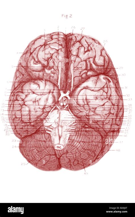 Cranial Nerves Hi Res Stock Photography And Images Alamy