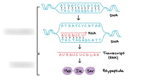 RNA Transcription Diagram | Quizlet