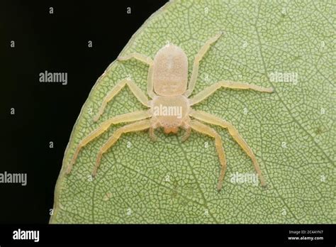 Flat crab spider (selenopidae) resting on leaf Stock Photo - Alamy