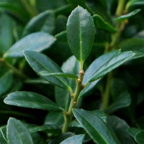 Buy Ilex Crenata Ilex Crenata Luxus Hedge Annys5 Pbr £1899