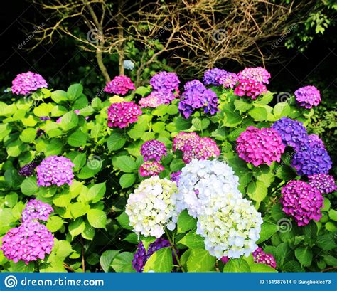 Hydrangea Suguk Festival In Taejongsa Buddhist Temple Taejongdae