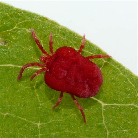 Velvet Mite Trombidium Bugguide Net