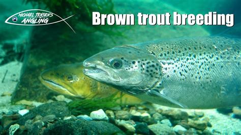 Brown Trout Spawning In A Small Stream Youtube