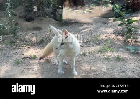 Fennec fox ears Stock Videos & Footage - HD and 4K Video Clips - Alamy