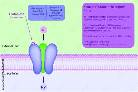 Glutamate Kinate Receptor Diagram In Cell Membrane With Explanation