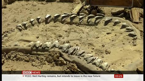 Atacama Desert Fossils Found And Studied Including Megalodon Chile