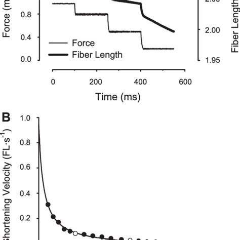 Representative example of an isotonic contraction experiment. A: after... | Download Scientific ...