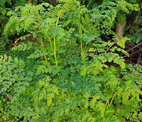 Dwarf High Yield Moringa Pkm 1 Hybrid Moringa Oleifera Seeds Etsy