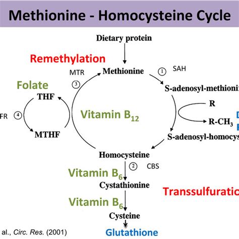 The Methionine Homocysteine Cycle Contains Re Methylation And