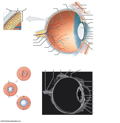 Eye Structures Diagram Quizlet