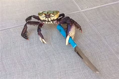 Menacing Crab Armed With A Knife Is Your New Terror Threat