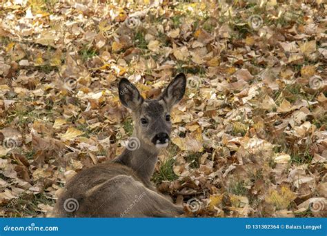 Deer Laying In The Grasses Stock Photo Image Of Animals 131302364