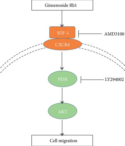 Working Model Of Ginsenoside Rb1 Mediated BMSC Migration Ginsenoside