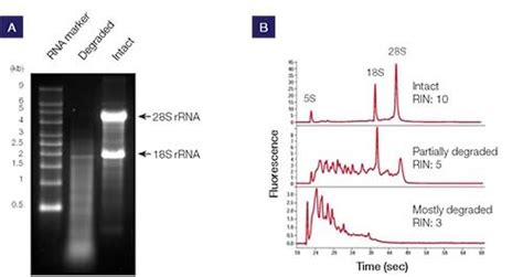 Reverse Transcription Reaction Setup Thermo Fisher Scientific Tw