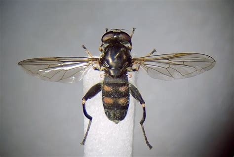 Chalcosyrphus Nemorum Pinned Female Rhinefield New Fore Flickr