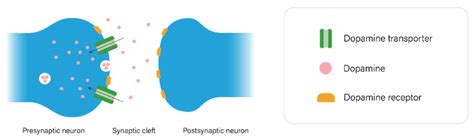 Visualization Of Dopaminergic Neurotransmission In The Synaptic Cleft