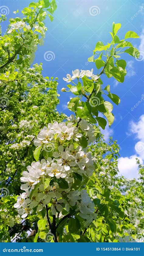 Ramo Bonito De Uma Rvore De Fruto Da Mola As Flores Brancas