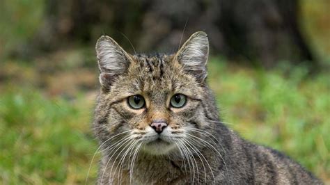 Wildkatze kehrt nach NRW zurück wie erkennt man sie