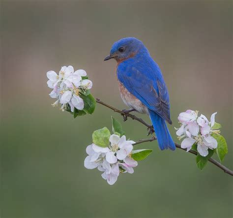 Eastern Bluebird | Birds photography nature, Blue bird art, Blue bird