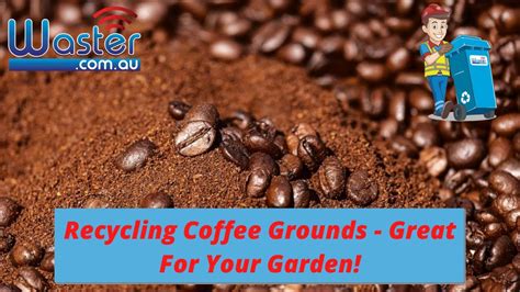 Recycling Coffee Grounds How To Use Coffee Grounds As Fertilizer