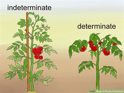 How To Prune Tomatoes 9 Steps With Pictures Wikihow