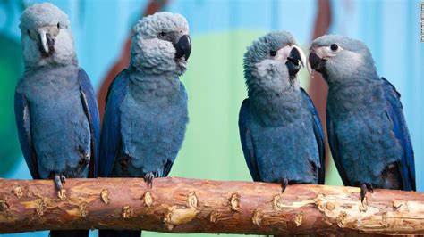 Blue bird from 'Rio' movie now extinct in the wild - CNN