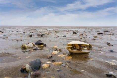 Natur pur an der Nordsee schönsten Nationalparks und