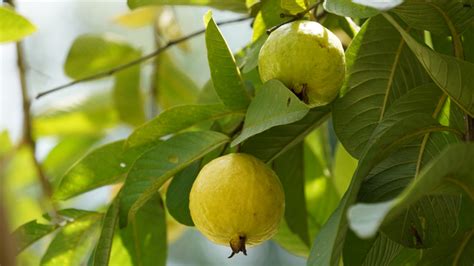 What Makes Mexican Cream Guavas Unique