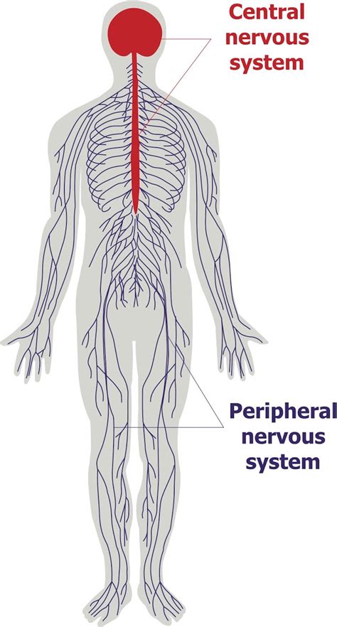 Types Of Nervous System And How It Responds To Stimulus