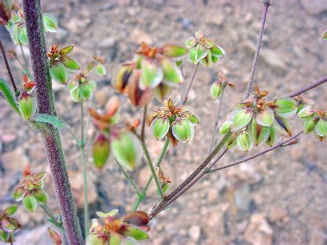 Vascular Plants Of The Gila Wilderness Eriogonum Alatum