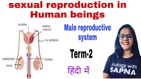 Sexual Reproduction In Human Beings Male Reproductive System