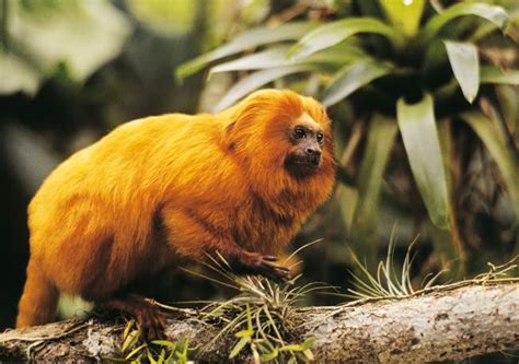 Animais em extinção Mico Leão dourado