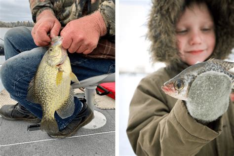 Gigantic 4 Lbs 88 Oz State Illinois Record Crappie Confirmed A Hybrid