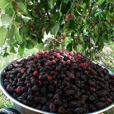 Pin by Sara Karlsson-Kringle on Aesthetic: Shades of Marionberry | Blackberry farms, Fruits and ...