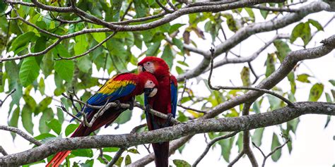 Manuel Antonio National Park and its Beaches in Costa Rica