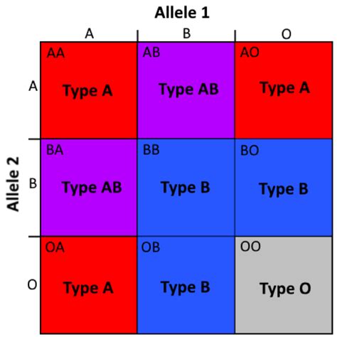 Blood Type Genetics - Blood Type Info