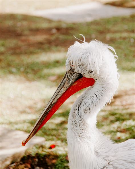 Pelican Photos, Download The BEST Free Pelican Stock Photos & HD Images