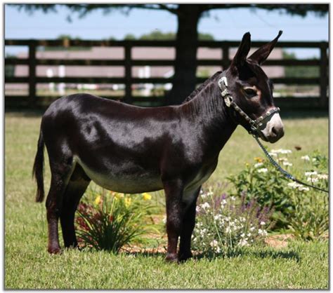 Our Previous Herd Sires Miniature Donkeys At Half Ass Acres Miniature Donkey Farm