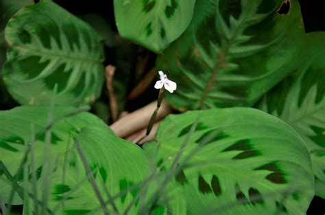 Is Your Prayer Plant Supposed To Bloom We Asked A Houseplant Pro